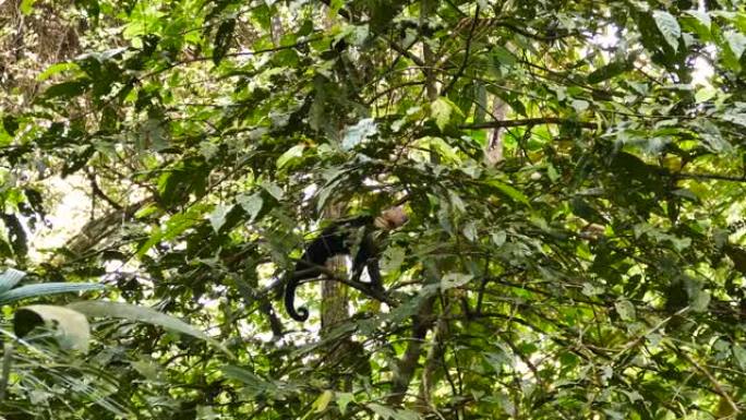 猴子用胳膊和腿在轻型阔叶树上稳步攀爬