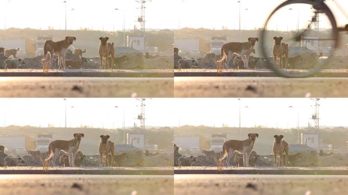 流浪狗，无家可归的狗正在看相机。