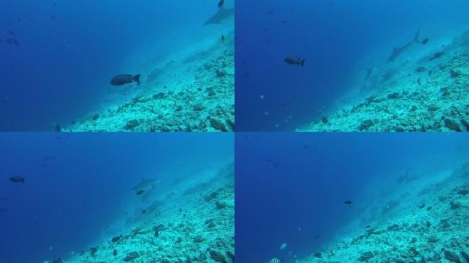 虎鲨游过底部珊瑚礁-印度洋，富瓦赫穆拉岛，马尔代夫，亚洲