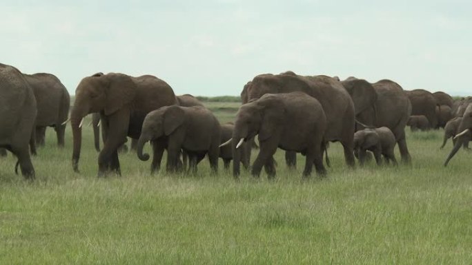 平原上的非洲象 (Loxodonta africana) 家族