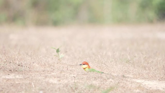 美丽的鸟栗子头蜂食者两只动物 (Merops leschenaulti) 在泰国亚洲草地上。慢动作