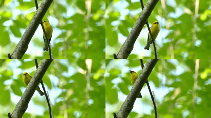 黄色阴影和黑色面具的醒目鸟唱歌并改变位置