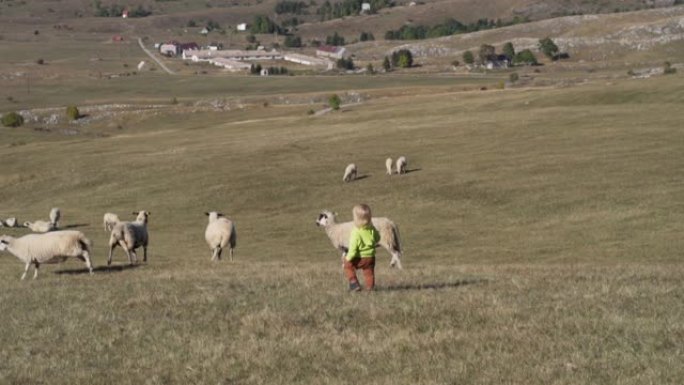 小男孩在放牧的绵羊中穿过田野