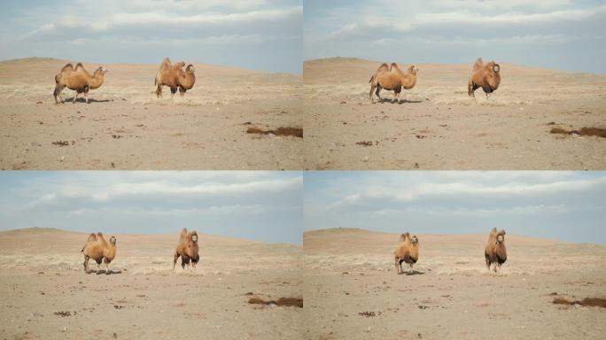美丽的骆驼沙漠，阳光明媚的日子，蓝天，商队的叶子，强风，肖像