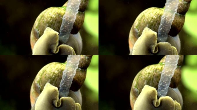 有产卵的水蜗牛
