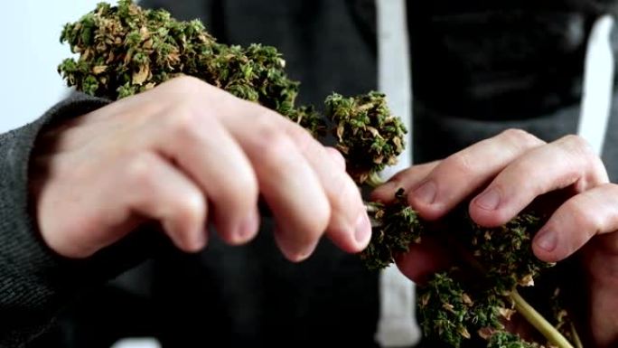 用旧剪刀手工加工医用大麻的大麻芽。