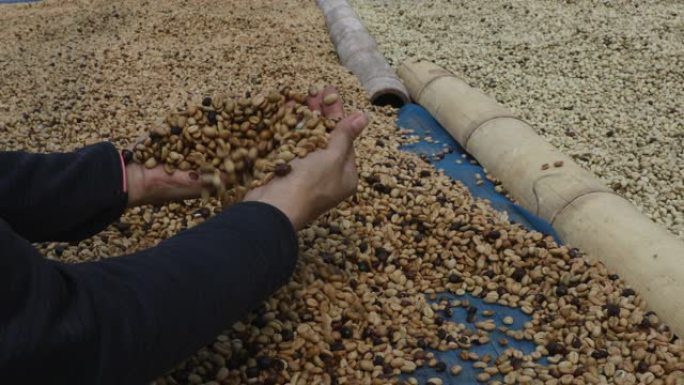 一楼干燥咖啡豆的过程。