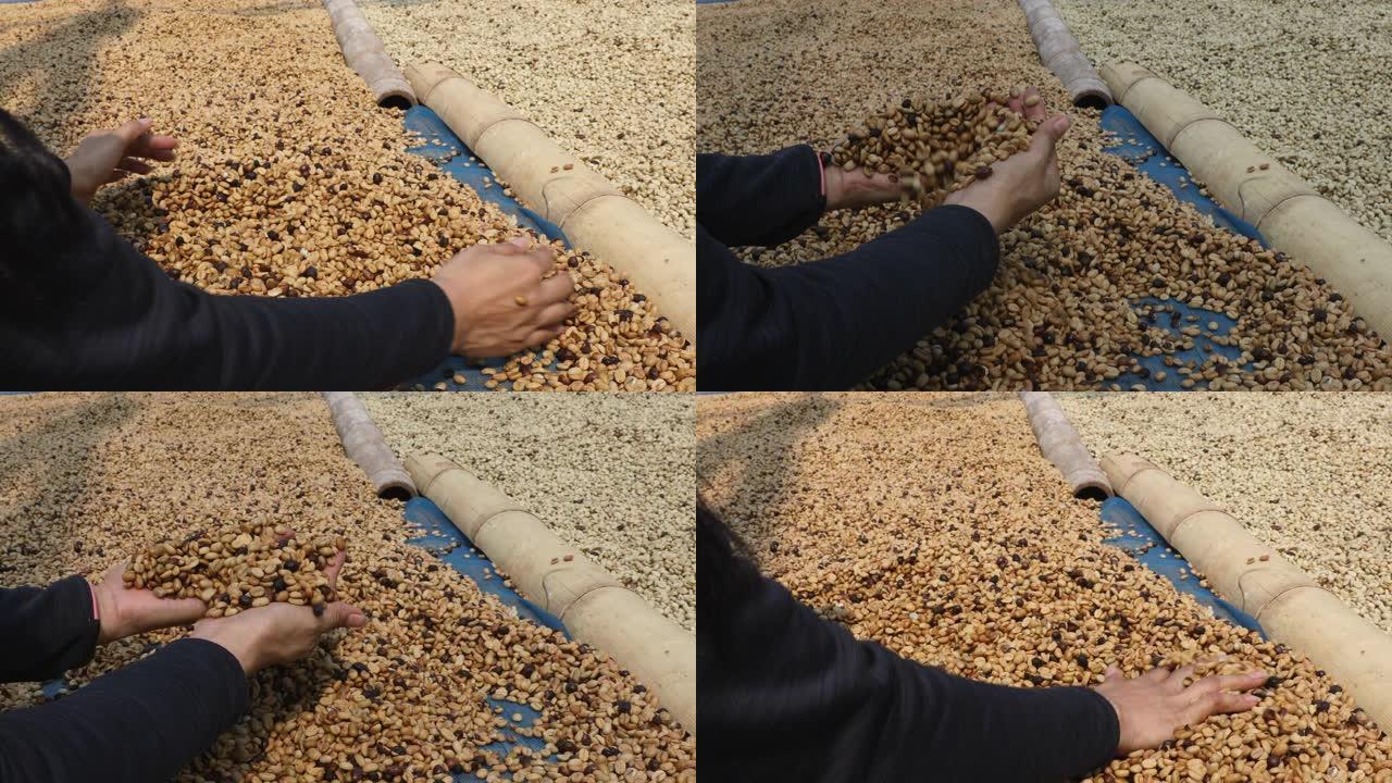 一楼干燥咖啡豆的过程。