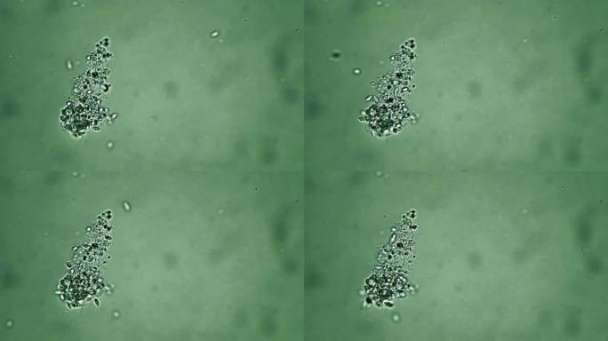 一群小的infusoria在绿色背景下的显微镜中觅食
