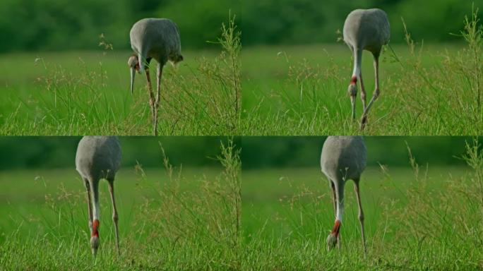 Sarus crane