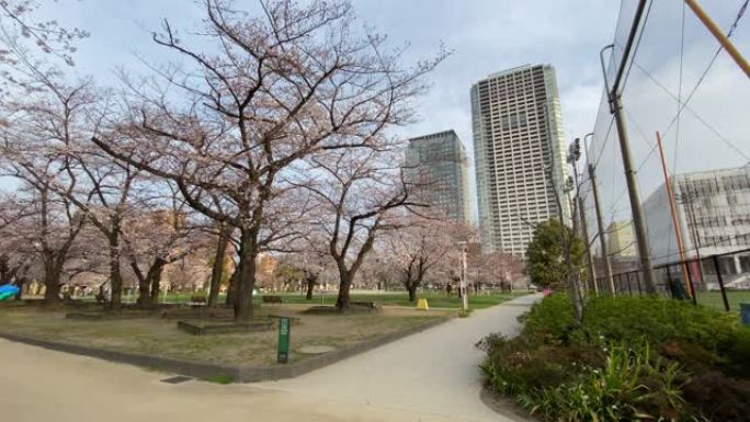 金石公园樱花在日本东京