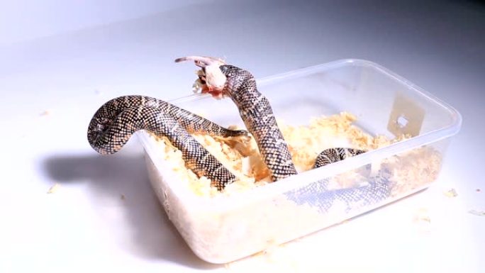 Lamprobeltis getula meansi，俗称阿巴拉契科拉王蛇