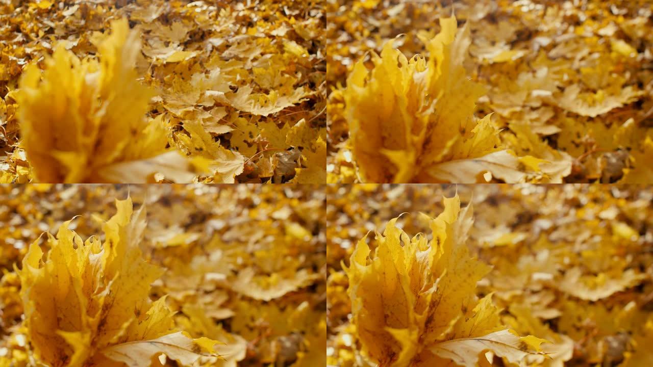 树叶地毯。秋天地面上的树叶，4k