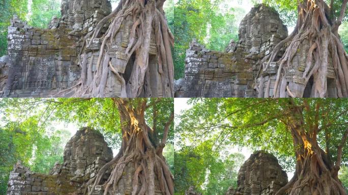 柬埔寨暹粒吴哥窟建筑群的塔索姆寺古遗址。石庙门废墟与丛林树空中根。