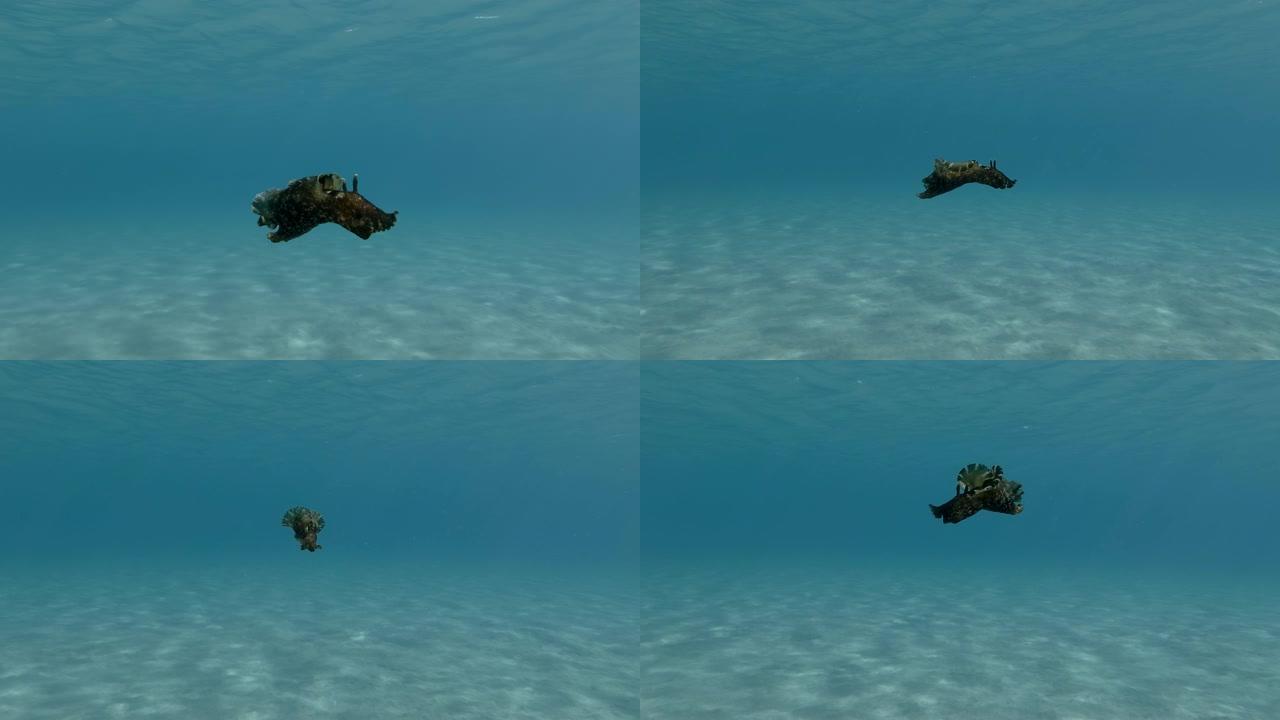 海兔在阳光的蓝色水中慢慢游过沙底。裸枝或海参斑驳的海参或乌黑的海参 (Aplysia fasciat