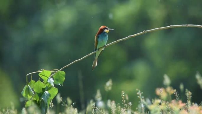 欧洲食蜂鸟栖息在绿色自然背景下的树枝上