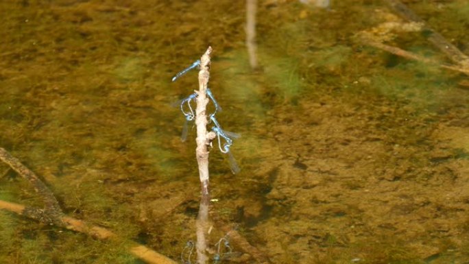 一对微小的蓝色可爱的drangoflies在水上的树枝上形成心形