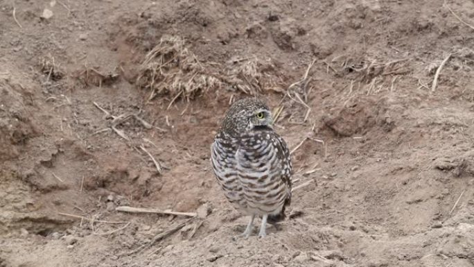 在索尔顿海的一个土堤上挖洞猫头鹰