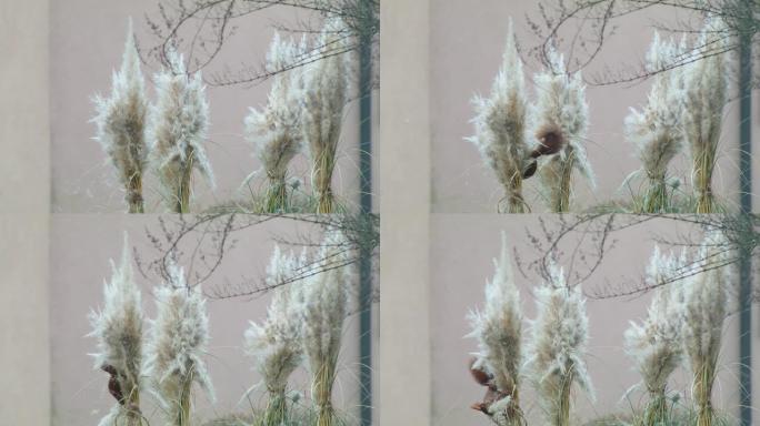 森林棕色松鼠进入城市，在冬天从房屋花园偷走银草粉扑