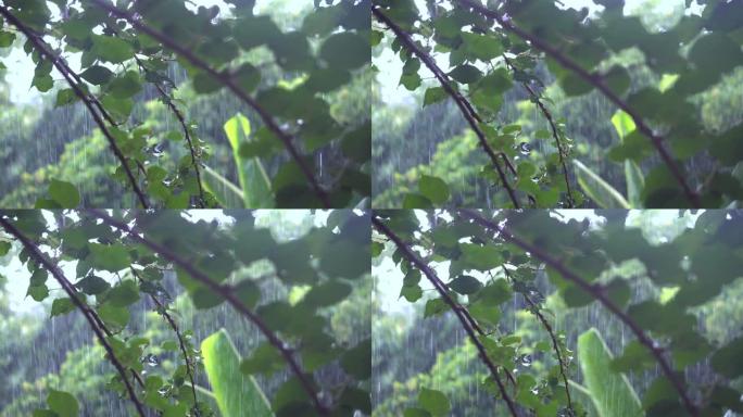 落在树叶上的雨雨水富有诗意的雨水抒情的雨