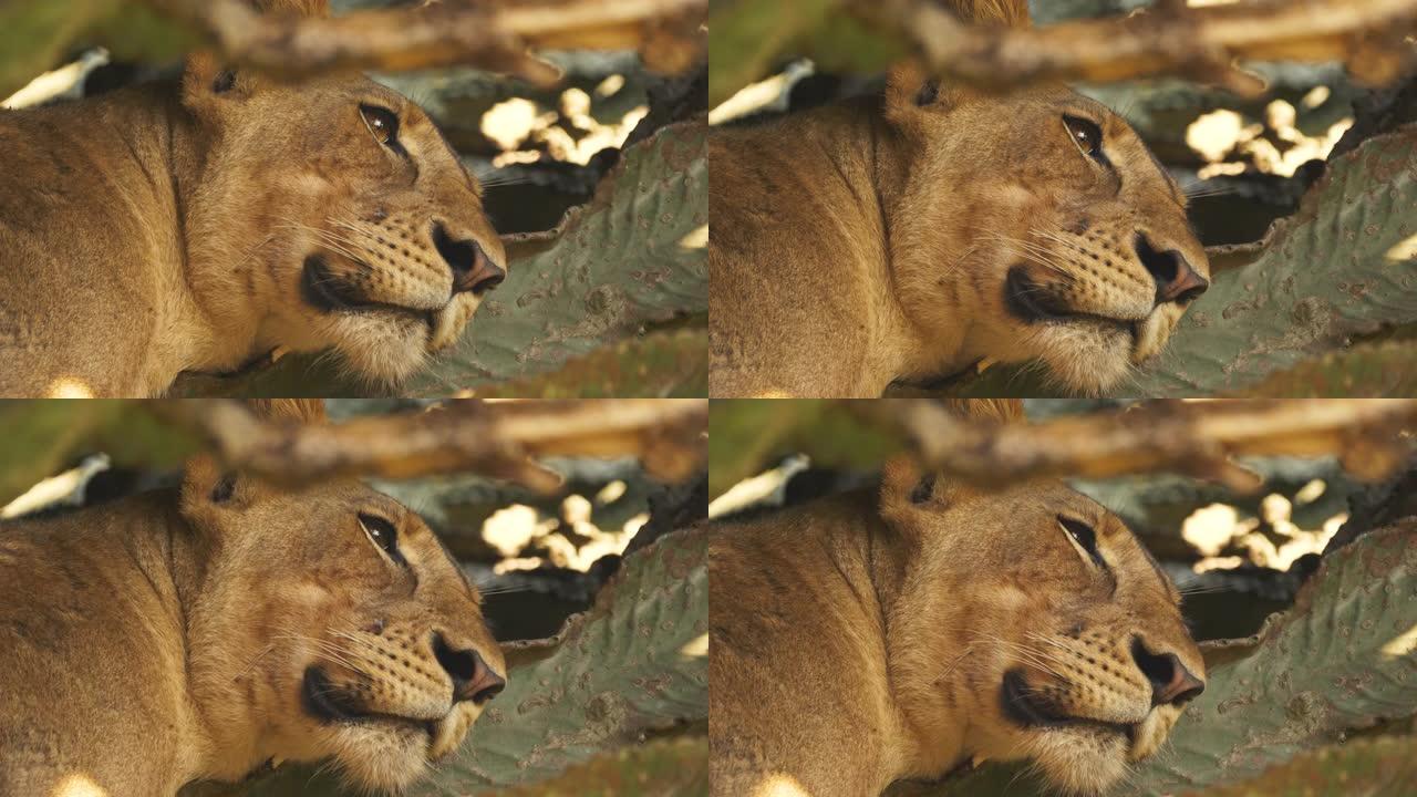 乌干达伊丽莎白女王国家公园的爬树狮子