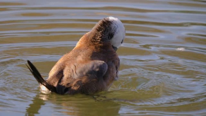 池塘上的一只雌性白头鸭