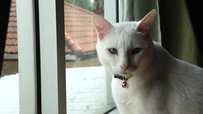 猫视频素材猫店用品猫笼猫砂盆