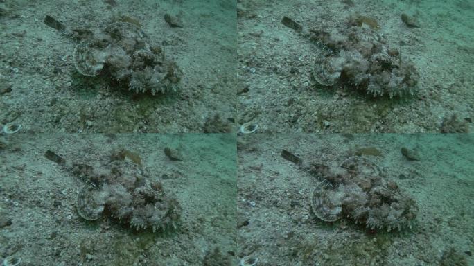 安康鱼或垂钓鱼 (Lophius piscatorius) 位于沙质底部