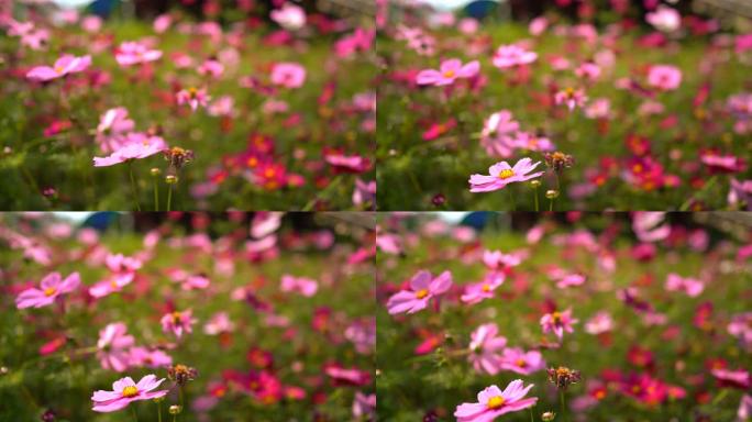 白天在野外花园中美丽的宇宙花，粉红色和红色的花展现新鲜的自然季节，春天盛开的花瓣美丽多彩的宇宙树