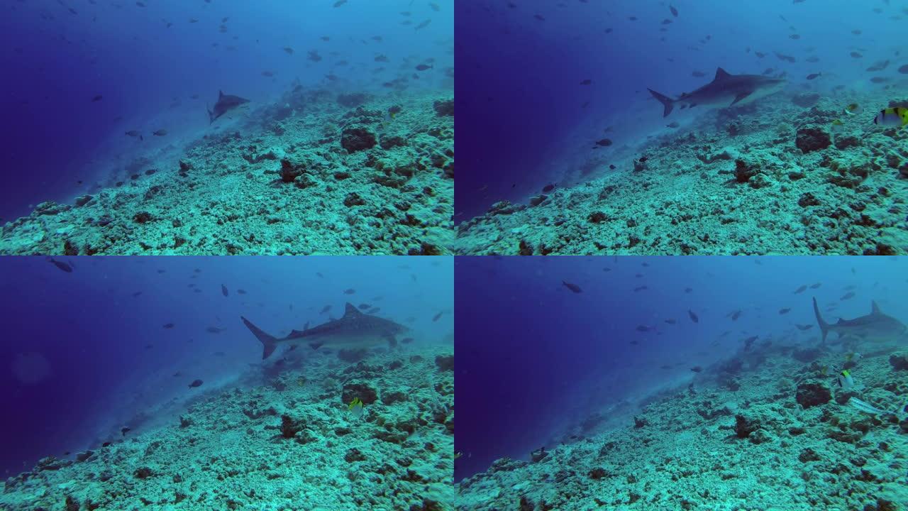 老虎鲨鱼-Galeocerdo cuvier swim over reef
