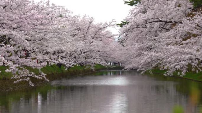 春季的弘前公园樱花节