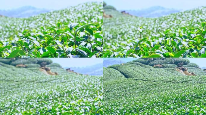 美丽的绿茶作物花园一排排蓝天云彩，为鲜茶产品背景设计理念