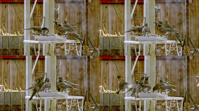 红胸知更鸟 (Turdus migratorius) 飞来飞去，从水盘中喝水。