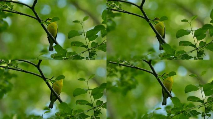 尖锐的细节拍摄的鸟的小爪子抓住了树枝在野外