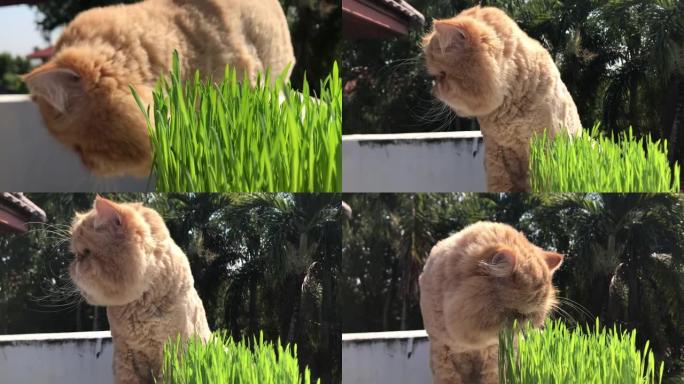坐在露台上吃草的可爱猫