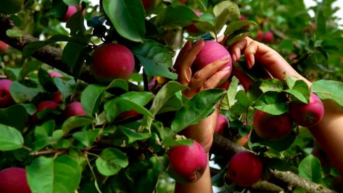 女性的手正在从树枝上摘一个大的成熟的红苹果