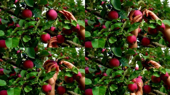 女性的手正在从树枝上摘一个大的成熟的红苹果