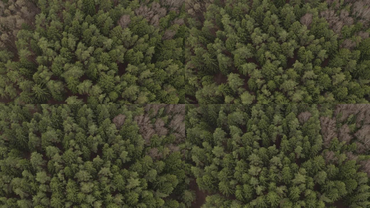 春季松树和云杉林的航拍画面。无人机上的绿松树顶。针叶树和落叶树。自然。俄罗斯。