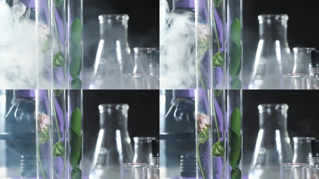 实验室实验。氮气蒸发到试管中，里面有植物