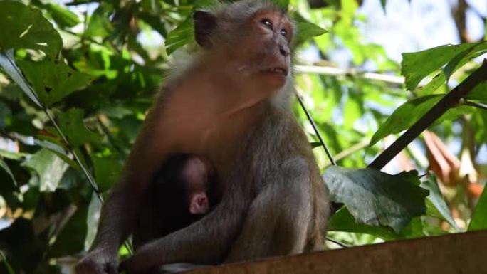 泰国南部Railay海滩的丛林中有父母的小猴子