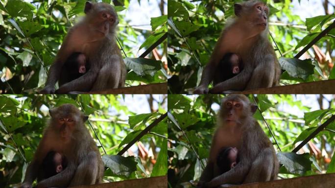 泰国南部Railay海滩的丛林中有父母的小猴子