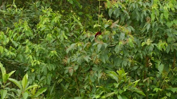 在巴拿马阴天，红鸟在小浆果树上跳跃和觅食