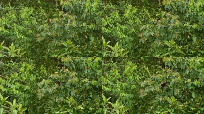 在巴拿马阴天，红鸟在小浆果树上跳跃和觅食