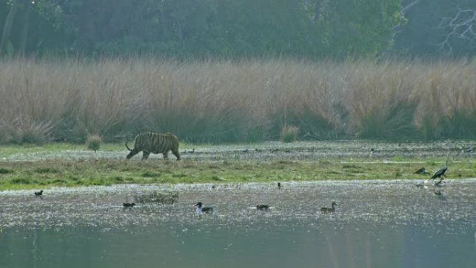湿地中的亚成年虎