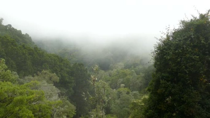 哥斯达黎加茂盛的云雾森林的高景观