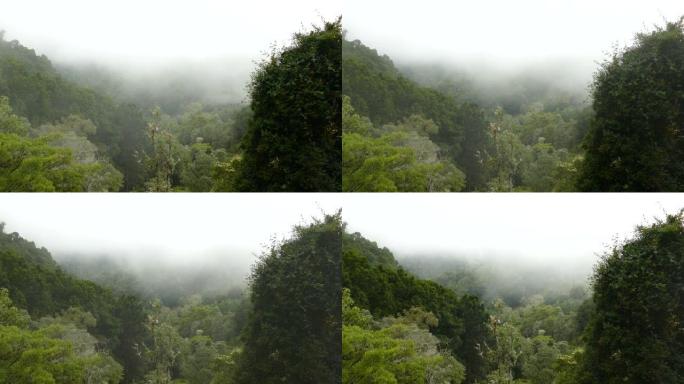 哥斯达黎加茂盛的云雾森林的高景观