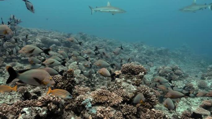 法属波利尼西亚大溪地附近的毛利人鲷鱼，背景为鲨鱼。海洋生物，鱼类在海洋珊瑚礁附近游泳。在清澈的水中潜