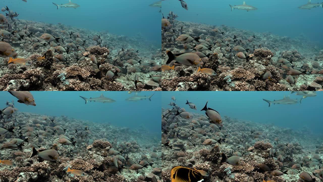 法属波利尼西亚大溪地附近的毛利人鲷鱼，背景为鲨鱼。海洋生物，鱼类在海洋珊瑚礁附近游泳。在清澈的水中潜