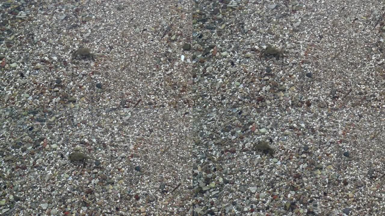 丑陋的螃蟹在海底行走