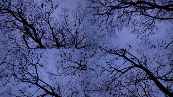 晚上树上乌鸦群的轮廓。蓝色时刻可怕的黑乌鸦筑巢在树顶上。黄昏时的鸟类迁徙，万圣节
